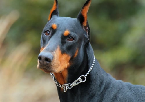 Are Dobermans Aggressive Towards Strangers? An Expert's Perspective